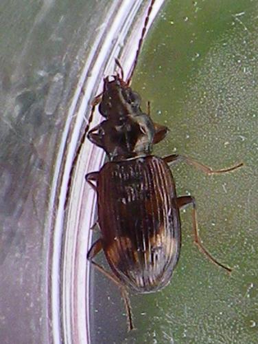 Bembidion dentellum